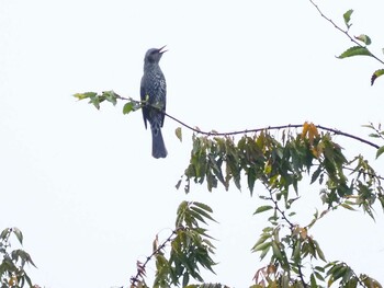 Brown-eared Bulbul Shakujii Park Sat, 10/9/2021