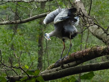 Grey Heron Shakujii Park Sat, 10/9/2021