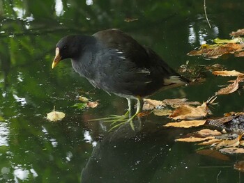 Common Moorhen Shakujii Park Sat, 10/9/2021