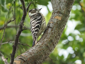 Japanese Pygmy Woodpecker Shakujii Park Sat, 10/9/2021