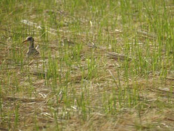 2021年10月9日(土) 平塚田んぼの野鳥観察記録