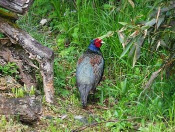 Green Pheasant 北浅川 Thu, 4/27/2017