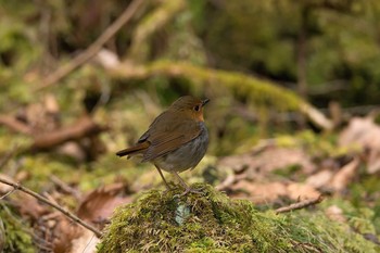 Japanese Robin Unknown Spots Wed, 4/26/2017