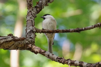 2021年10月9日(土) 宮丘公園(札幌市西区)の野鳥観察記録