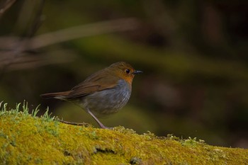 Japanese Robin Unknown Spots Wed, 4/26/2017