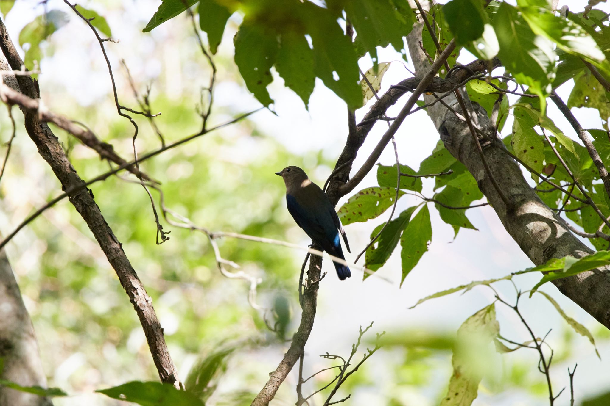 Blue-and-white Flycatcher