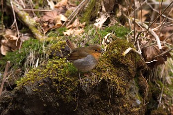 Japanese Robin Unknown Spots Wed, 4/26/2017