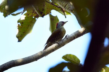 Japanese Green Woodpecker Kobe Forest Botanic Garden Sat, 10/9/2021