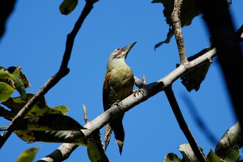 Japanese Green Woodpecker Kobe Forest Botanic Garden Sat, 10/9/2021