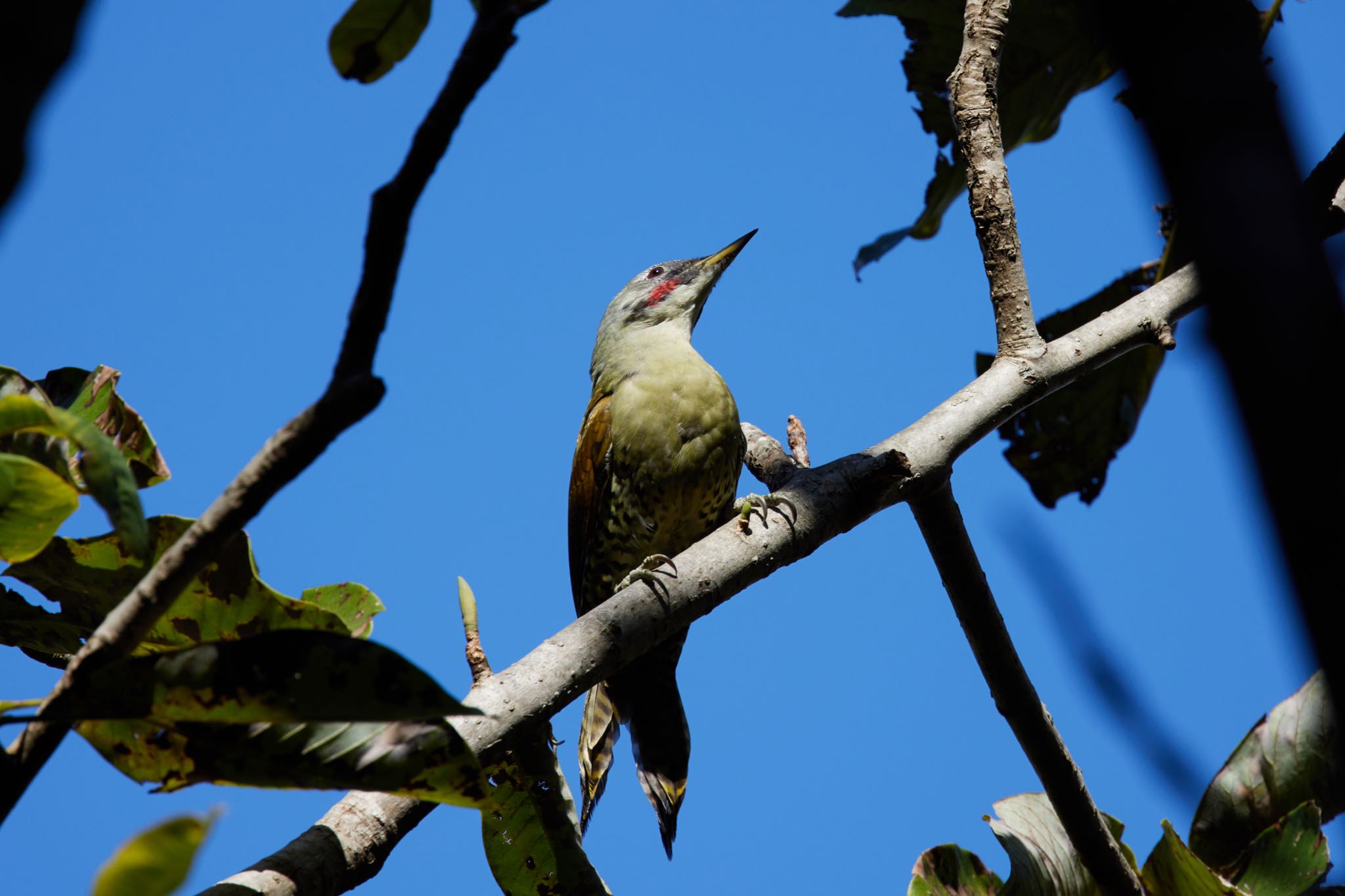 Photo of Japanese Green Woodpecker at Kobe Forest Botanic Garden by 明石のおやじ