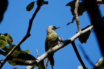 Japanese Green Woodpecker Kobe Forest Botanic Garden Sat, 10/9/2021