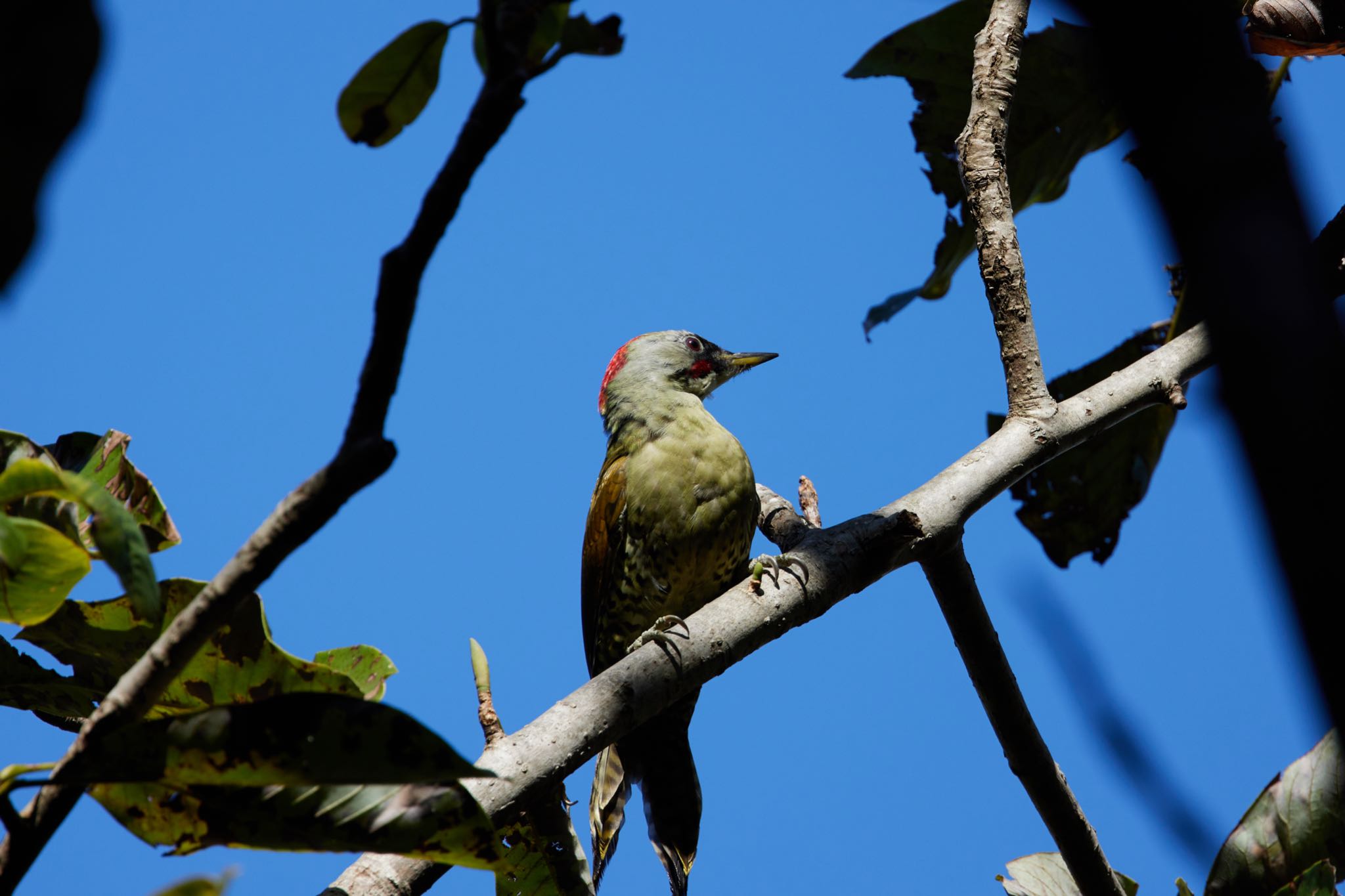 Photo of Japanese Green Woodpecker at Kobe Forest Botanic Garden by 明石のおやじ