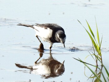 Japanese Wagtail 祖父江ワイルドネイチャー緑地 Sat, 10/9/2021