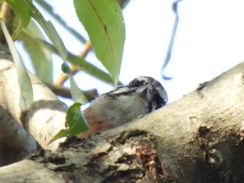 Meadow Bunting 祖父江ワイルドネイチャー緑地 Sat, 10/9/2021