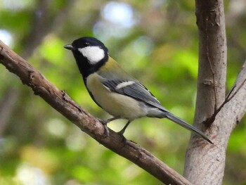 Japanese Tit 祖父江ワイルドネイチャー緑地 Sat, 10/9/2021