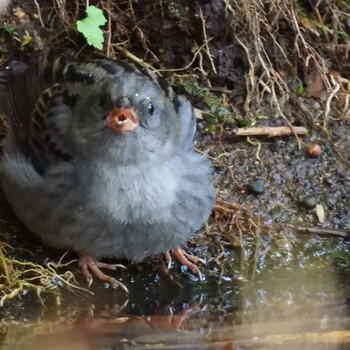 クロジ 支笏湖野鳥の森 2021年10月9日(土)