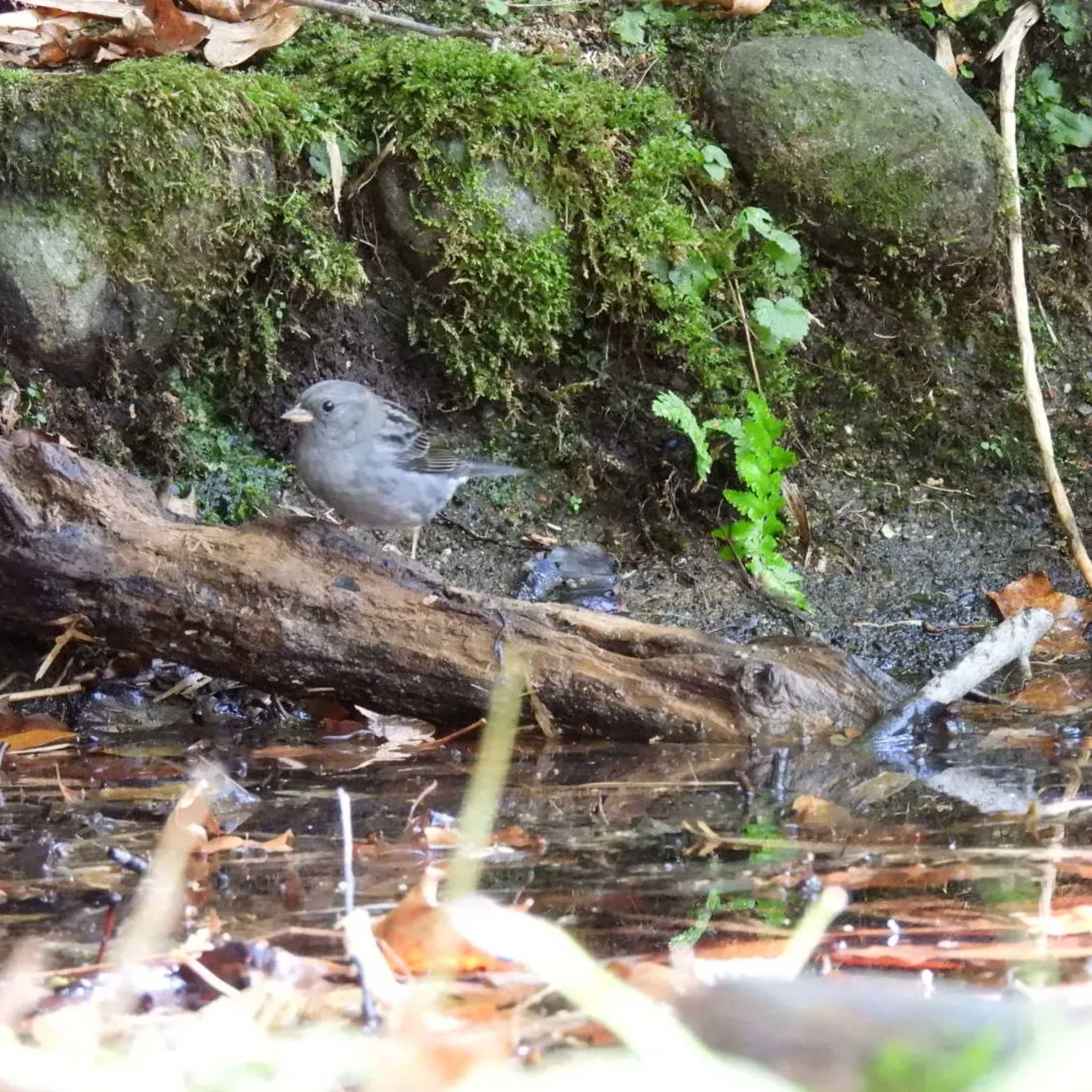 支笏湖野鳥の森 クロジの写真 by 10り3