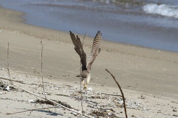 2021年10月9日(土) 五主海岸の野鳥観察記録