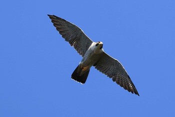 2021年10月9日(土) 北海道 函館市 函館山の野鳥観察記録