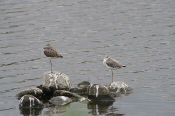 Sat, 9/25/2021 Birding report at Gonushi Coast