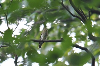 2021年9月23日(木) 砧公園の野鳥観察記録