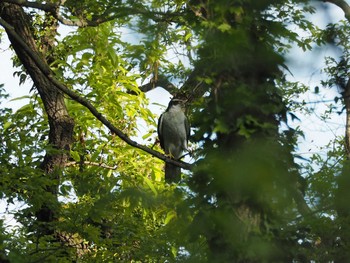 Eurasian Goshawk 埼玉県 Tue, 4/25/2017