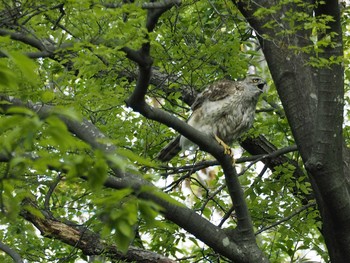 オオタカ 埼玉県 2017年4月25日(火)