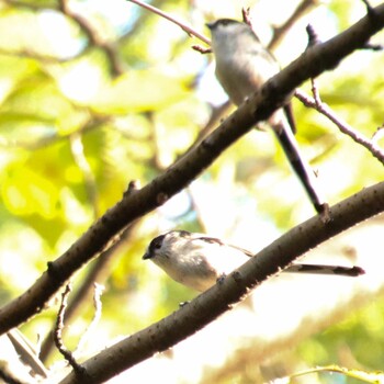 2021年10月3日(日) 大泉緑地の野鳥観察記録