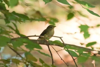 コサメビタキ 大泉緑地 2021年10月3日(日)