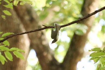 メボソムシクイ 大泉緑地 2021年10月3日(日)