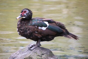 Muscovy Duck 檜町公園(東京ミッドタウン) Sat, 10/9/2021