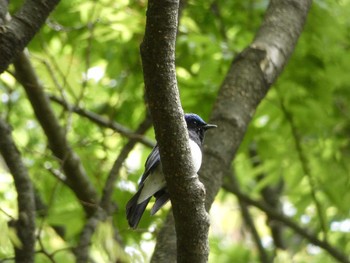 Blue-and-white Flycatcher Nagai Botanical Garden Thu, 4/27/2017