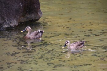 カルガモ 檜町公園(東京ミッドタウン) 2021年10月9日(土)