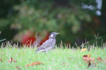 White-cheeked Starling 檜町公園(東京ミッドタウン) Sat, 10/9/2021