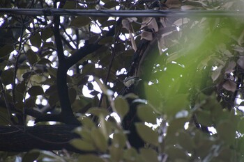 Japanese Tit 檜町公園(東京ミッドタウン) Sat, 10/9/2021