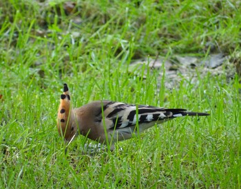 2021年10月7日(木) 中国石家荘長安公園の野鳥観察記録