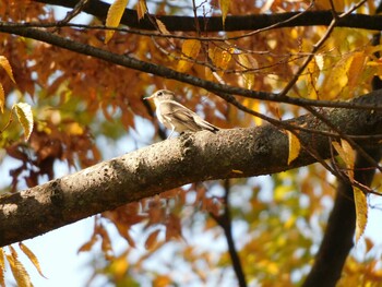 2021年10月9日(土) 大阪城公園の野鳥観察記録