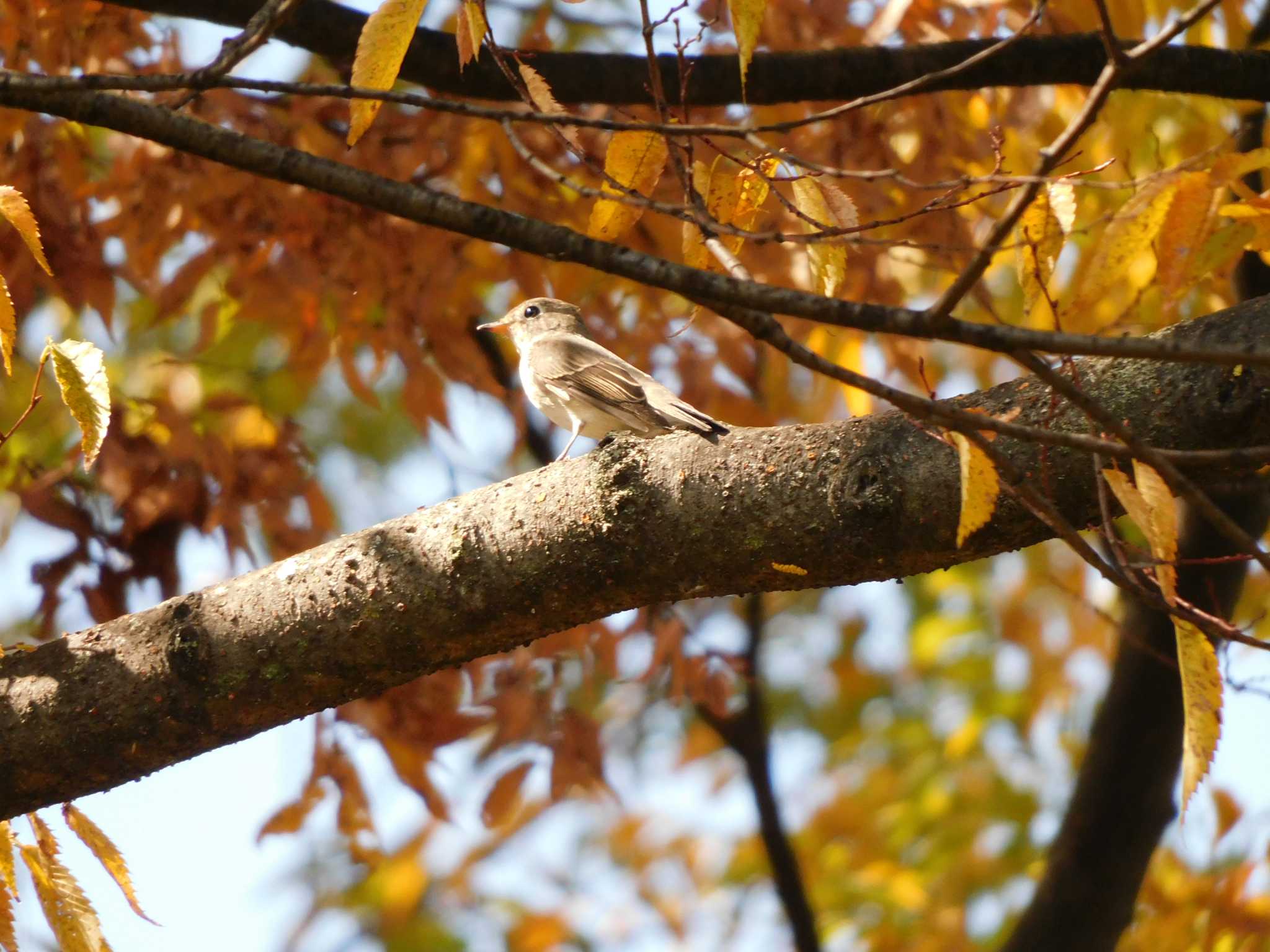 大阪城公園 コサメビタキの写真 by mkmole