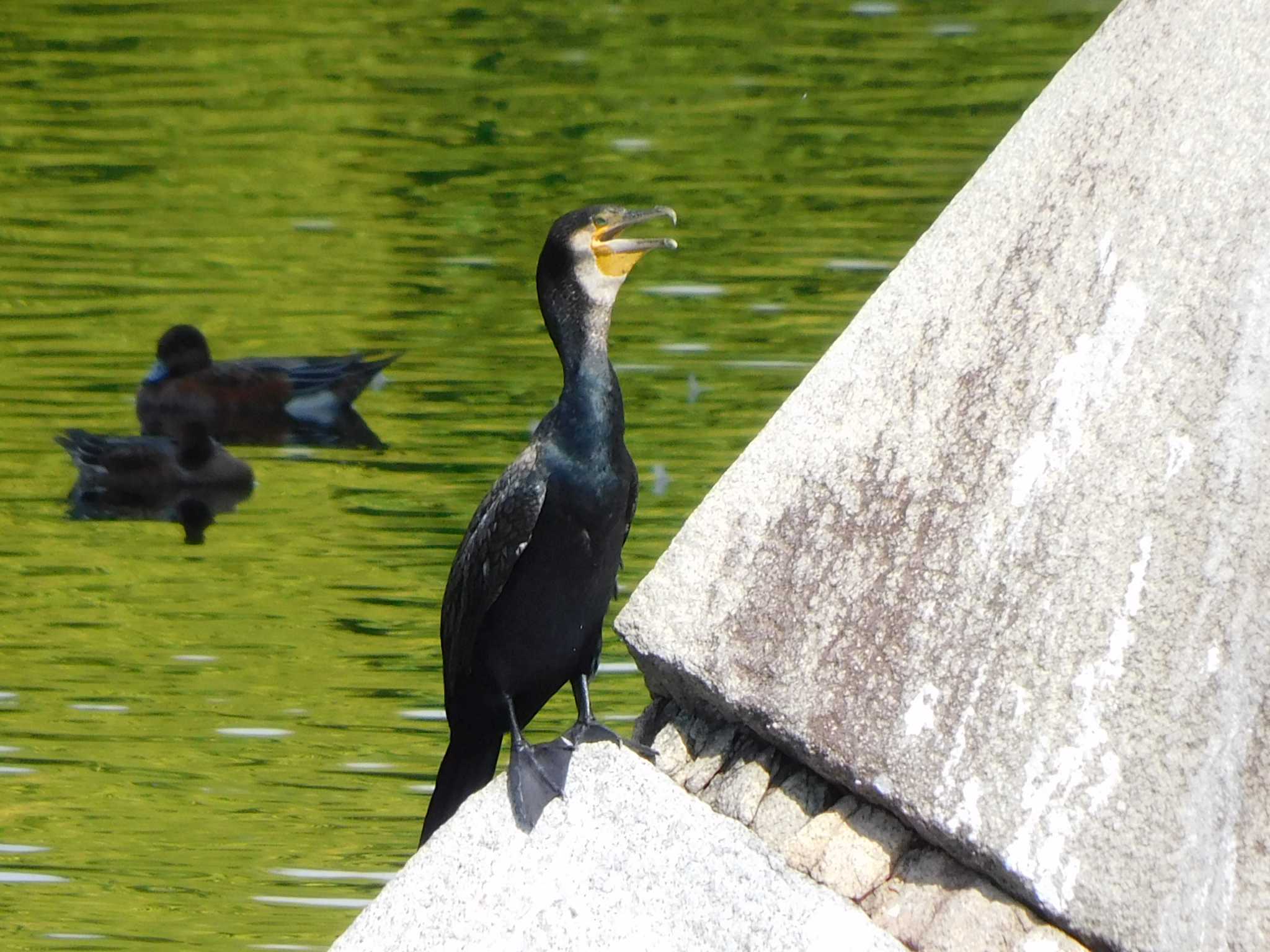 大阪城公園 カワウの写真 by mkmole