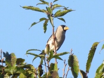 2021年10月9日(土) 広島県庄原市の野鳥観察記録