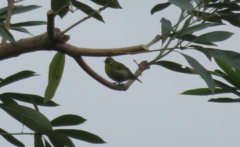 Warbling White-eye 等々力渓谷 Sun, 10/10/2021