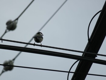 Japanese Tit 等々力渓谷 Sun, 10/10/2021