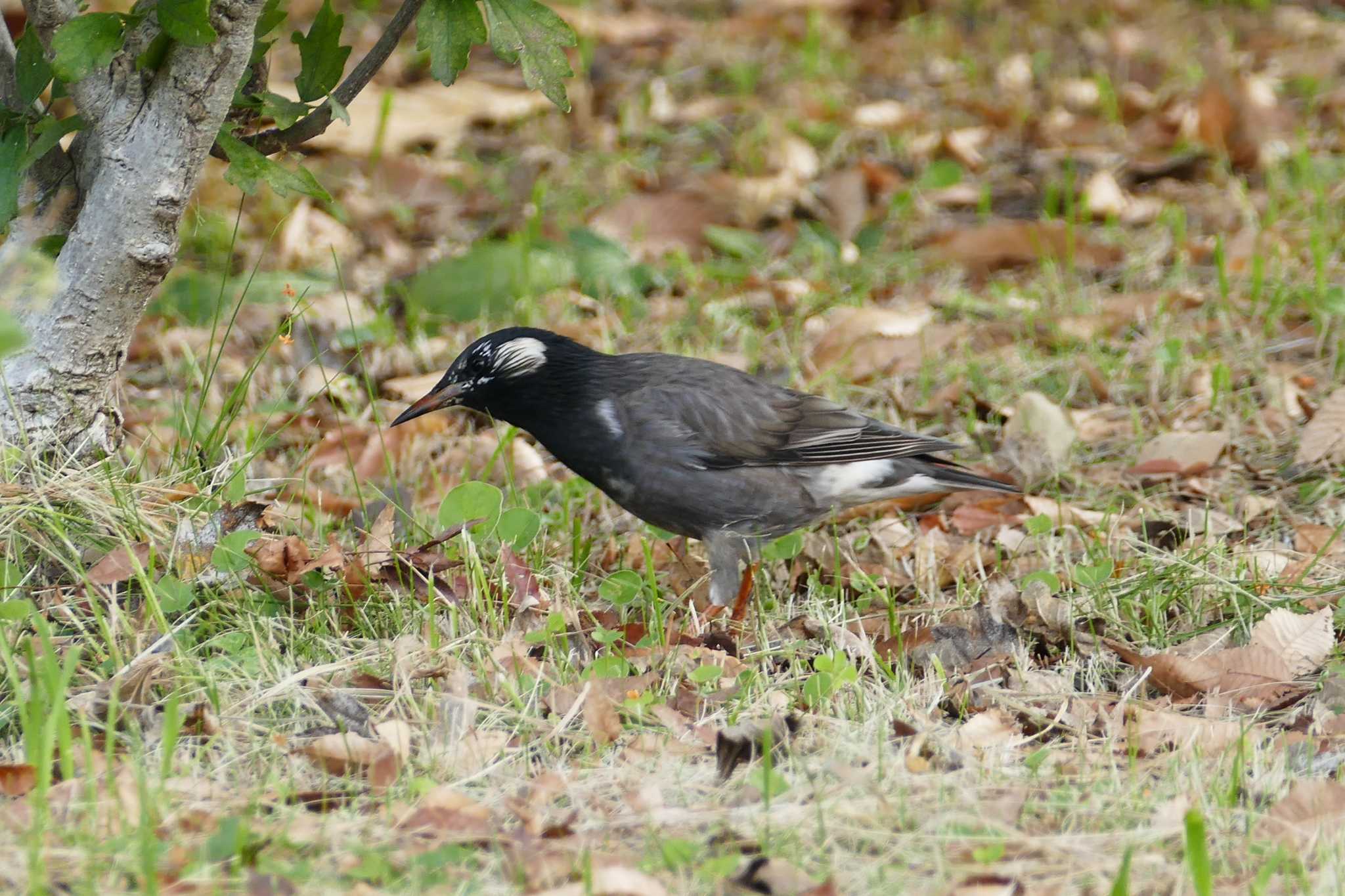 White-cheeked Starling