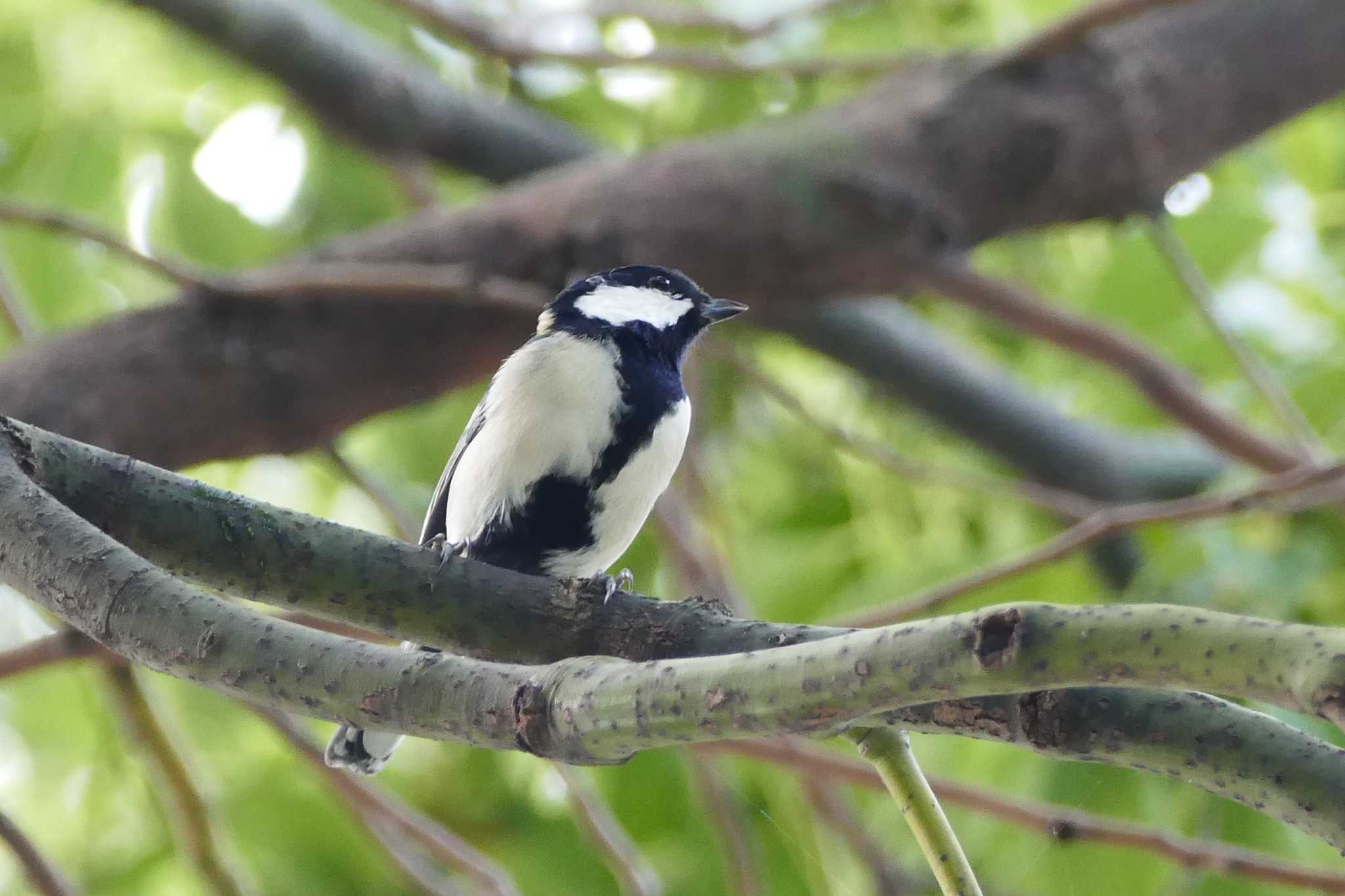 Japanese Tit