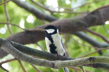 2021年10月10日(日) 都立浮間公園の野鳥観察記録