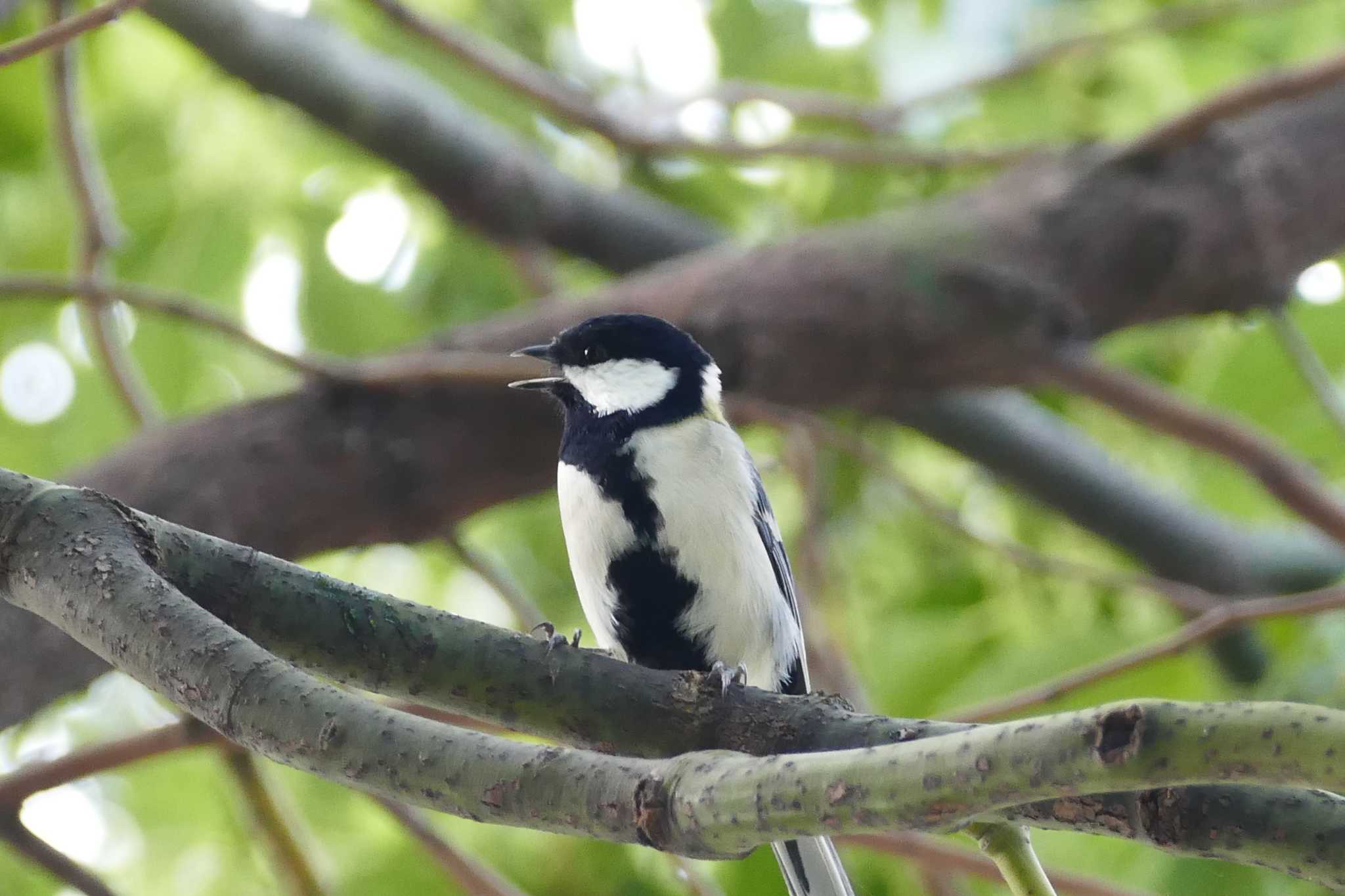 Japanese Tit