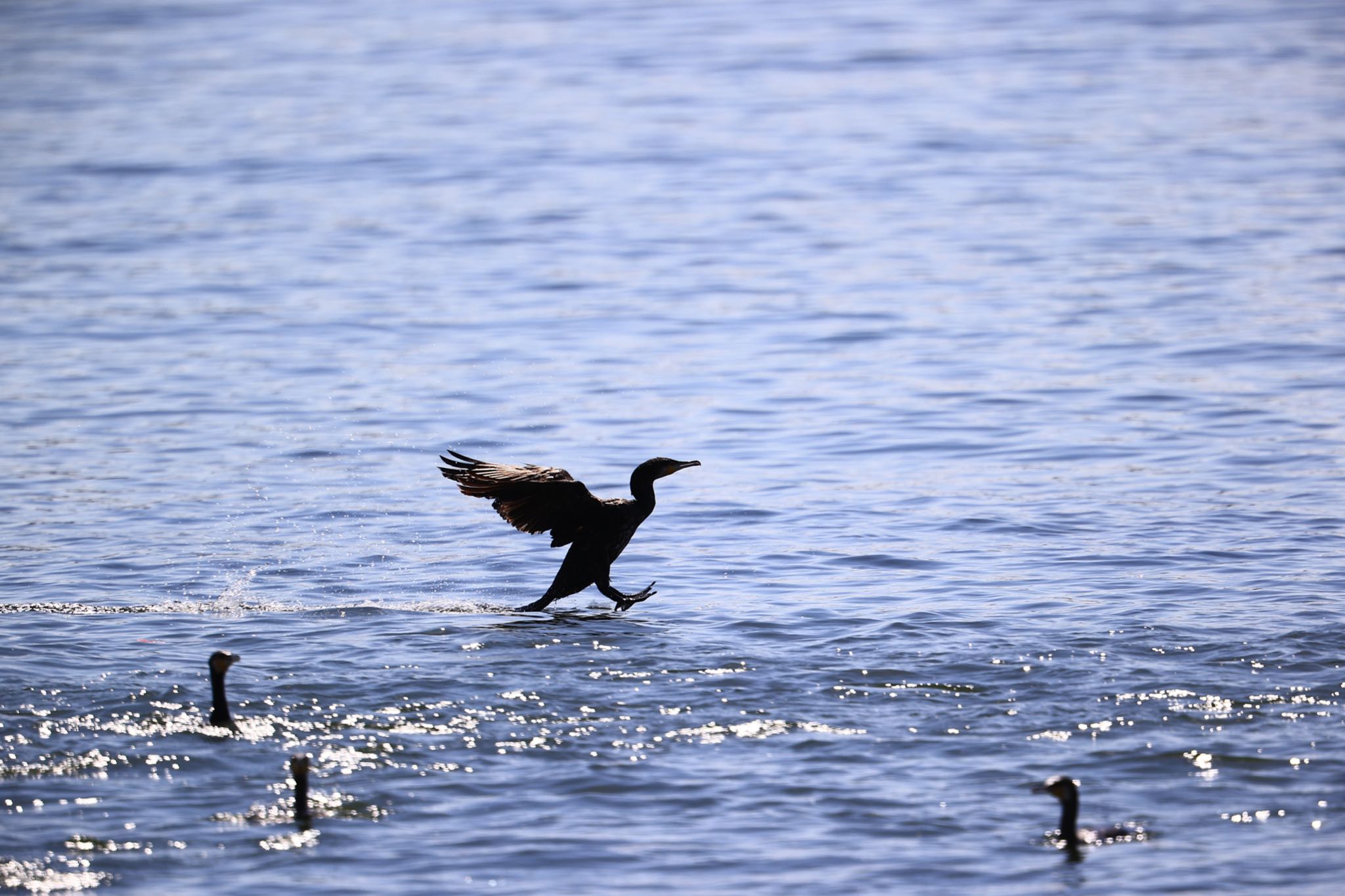 甲子園浜(兵庫県西宮市) ウミウの写真 by yossan1969