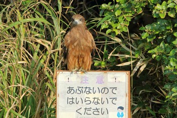 2021年10月9日(土) 三浦半島の野鳥観察記録