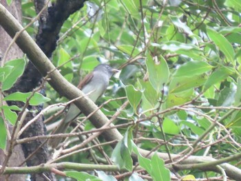 2021年10月9日(土) 明治神宮の野鳥観察記録