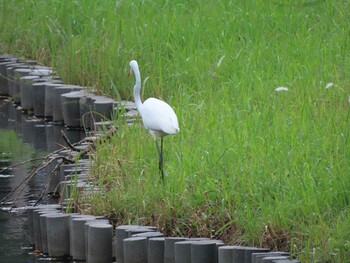 ダイサギ 明治神宮 2021年10月9日(土)